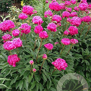 Paeonia (LD) 'Karl Rosenfield' GM  P11