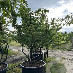 Parrotia persica 300-350 cm draadkluit meerstammig