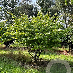 Parrotia persica 300-350 cm draadkluit meerstammig