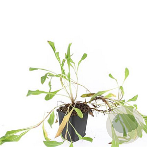 Persicaria aff. 'Superba' GM P9