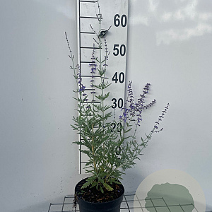Perovskia 'Blue Spire' GM 2,0L