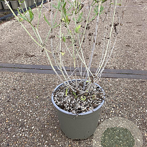 Perovskia 'Blue Spire' GM 2,0L