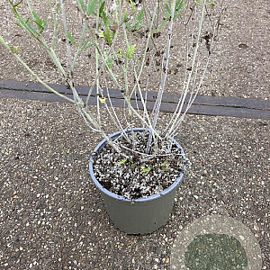 Perovskia 'Blue Spire' GM 2,0L