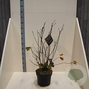 Physocarpus opulif. 'Diabolo' 80-100 cm 10L