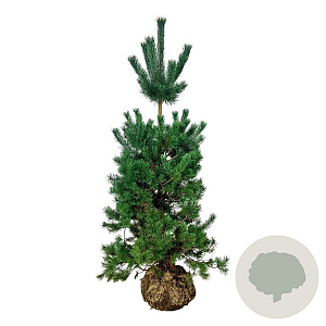 Pinus sylvestris 175-200 cm draadkluit
