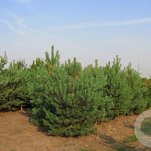 Pinus sylvestris 250-300 cm draadkluit solitair