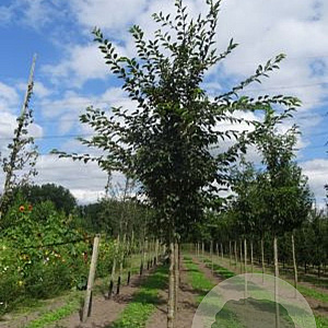 Prunus 'Accolade' 30-35 HO draadkluit