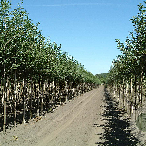 Prunus a. 'Plena' 12-14 HO draadkluit