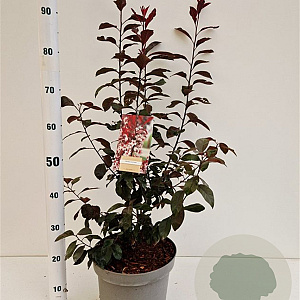Prunus cistena 60-80 cm 7,5L