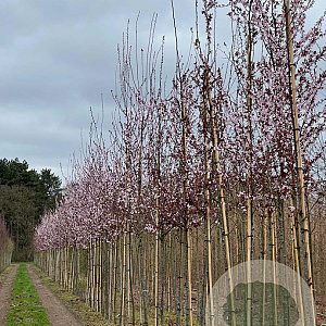 Prunus cer. 'Nigra' 12-14 HO draadkluit