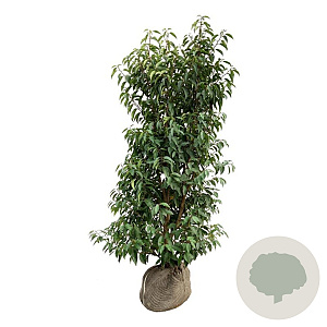 Prunus l. 'Angustifolia' 150-175 cm met kluit