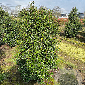 Prunus l. 'Angustifolia' 150-175 cm met kluit