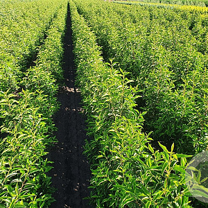 Prunus l. 'Angustifolia' 80-100 cm met kluit