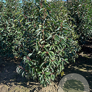 Prunus l. 'Angustifolia' 80-100 cm met kluit