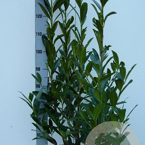 Prunus l. 'Caucasica' 100-125 cm met kluit