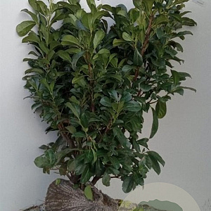 Prunus l. Etna 80-100 cm met kluit