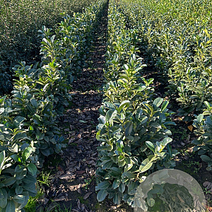 Prunus l. Etna 80-100 cm met kluit