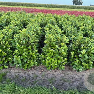 Prunus l. Etna 80-100 cm met kluit