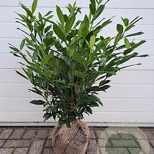 Prunus l. 'Herbergii' 60-80 cm met kluit