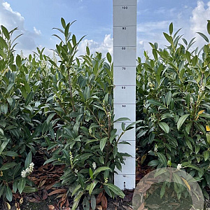 Prunus l. 'Herbergii' 60-80 cm met kluit