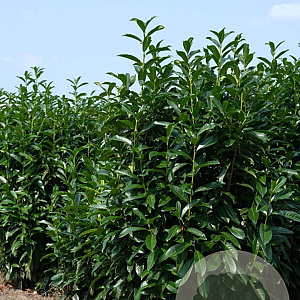 Prunus l. 'Mariblon' 175-200 cm draadkluit struik op Stam