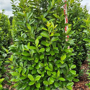 Prunus l. 'Novita' 200-225 cm draadkluit extra