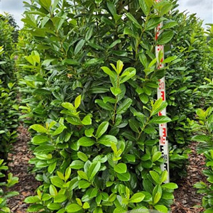 Prunus l. 'Novita' 200-225 cm draadkluit extra