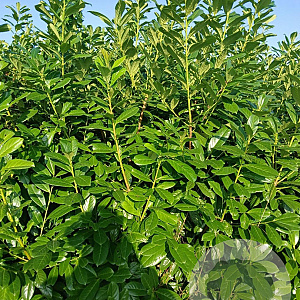 Prunus l. 'Novita' 200-225 cm met kluit