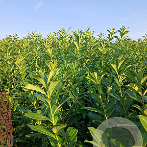 Prunus l. 'Novita' 200-225 cm met kluit