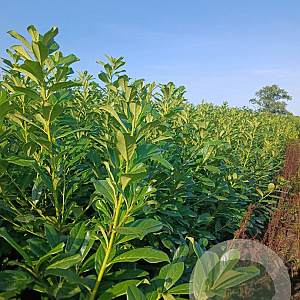 Prunus l. 'Novita' 200-225 cm met kluit