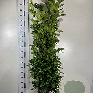 Prunus I. 'Rotundifolia' 140-160 cm met kluit