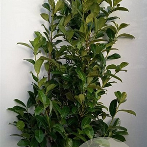 Prunus I. 'Rotundifolia' 150-175 cm met kluit