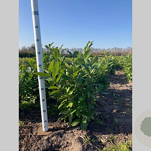 Prunus I. 'Rotundifolia' 60-80 cm met kluit