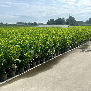 Prunus I. 'Rotundifolia' 80-100 cm 5,0L