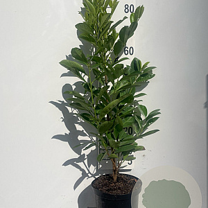 Prunus I. 'Rotundifolia' 80-100 cm 5,0L