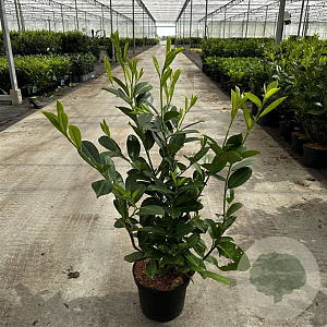 Prunus I. 'Rotundifolia' 80-100 cm 5,0L