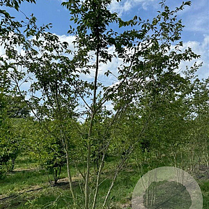 Prunus subh. 'Autumnalis Rosea' 350-400 cm draadkluit meerstammig op aanvraag
