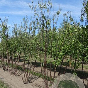 Prunus serrula 450-500 cm draadkluit meerstammig