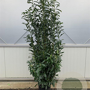 Prunus l. Genolia 150-175 cm 20L