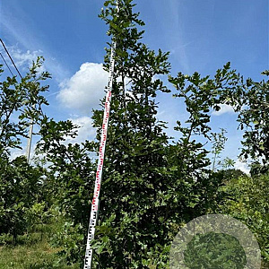 Quercus cerris 200-250 cm draadkluit meerstammig