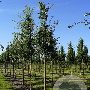 Quercus robur 20-25 HO draadkluit