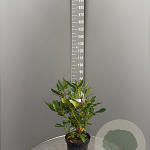 Rhododendron 'Cunningham's White' 50-60 cm 7,5L