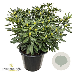 Rhododendron 'Madame Masson' 70-80 cm 40L