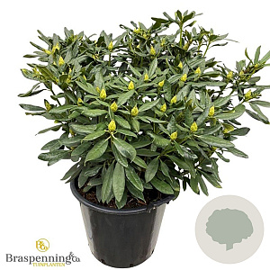 Rhododendron 'Madame Masson' 70-80 cm 40L