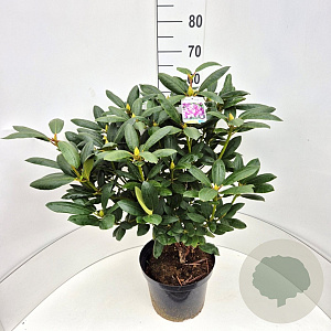 Rhododendron 'Roseum Elegans' 60-80 cm 10L