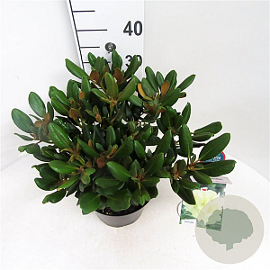 Rhododendron yakushimanum 'Millennium Gold' 30-40 cm 5,0L struik