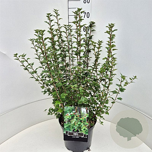 Ribes alpinum 'Schmidt' 60-80 cm 10L