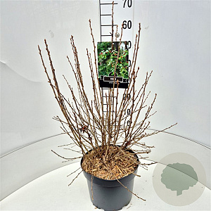 Ribes alpinum 'Schmidt' 60-80 cm 10L