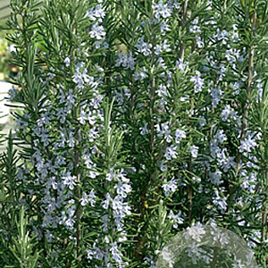 Rosmarinus officinalis GM P9