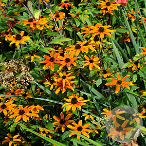 Rudbeckia triloba 'Prairie Glow' GM P9